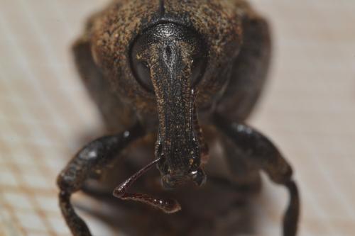 Réf. 345 901 : Plinthus squalidus granulipennis